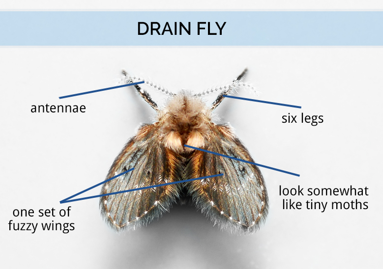 Drain Flies - What are they? How do I get rid of them?