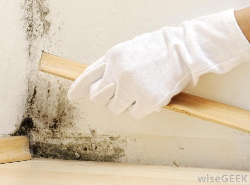 What to Do When You Find Mold in Your Home 2