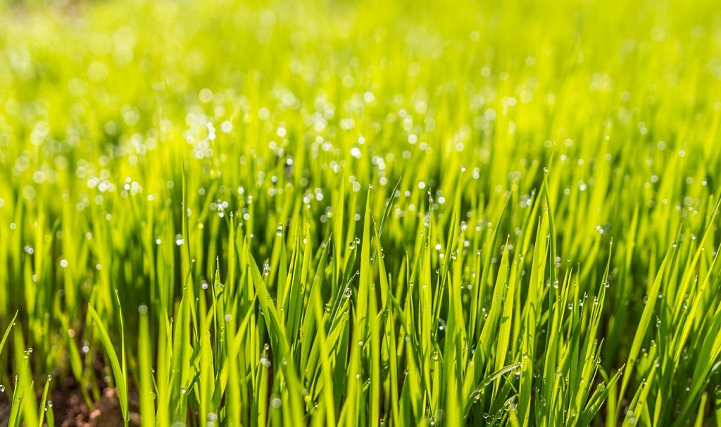 How to Improve Lawn Drainage