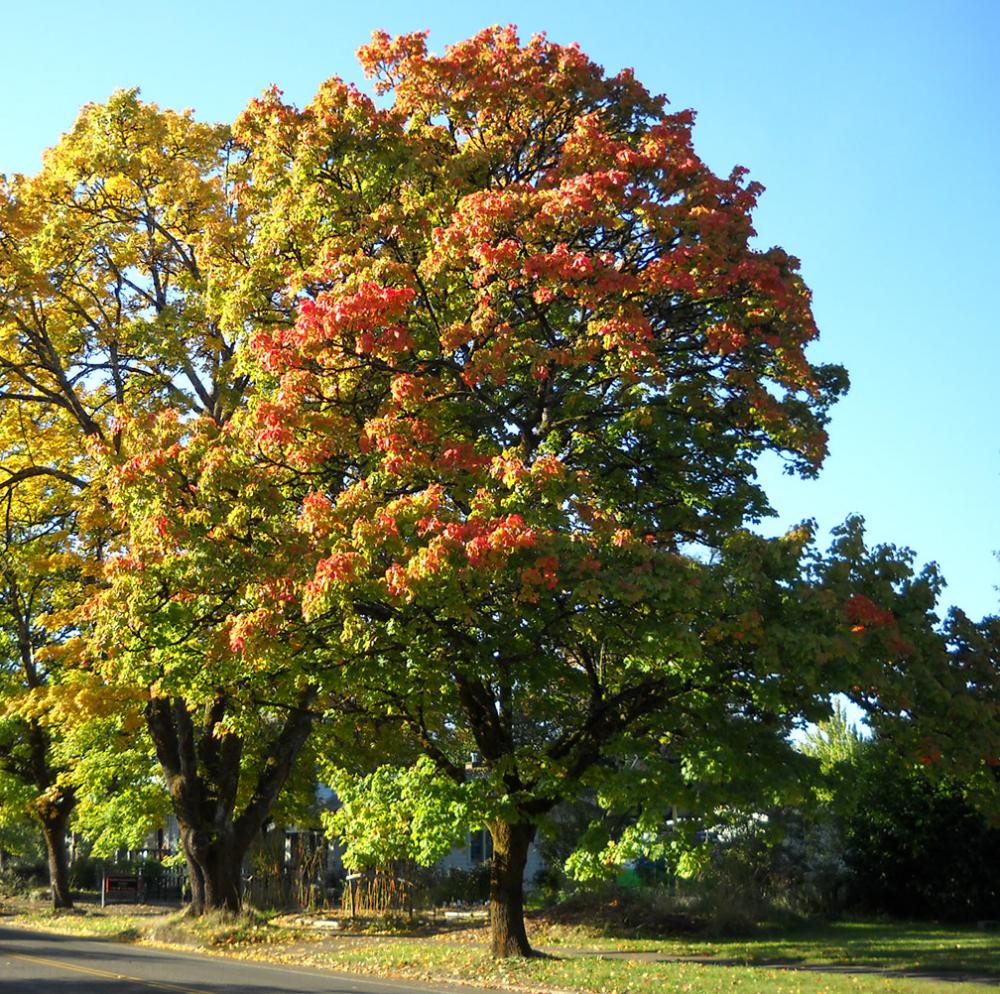 How To Know If You Have A Dangerous Tree In Your Backyard