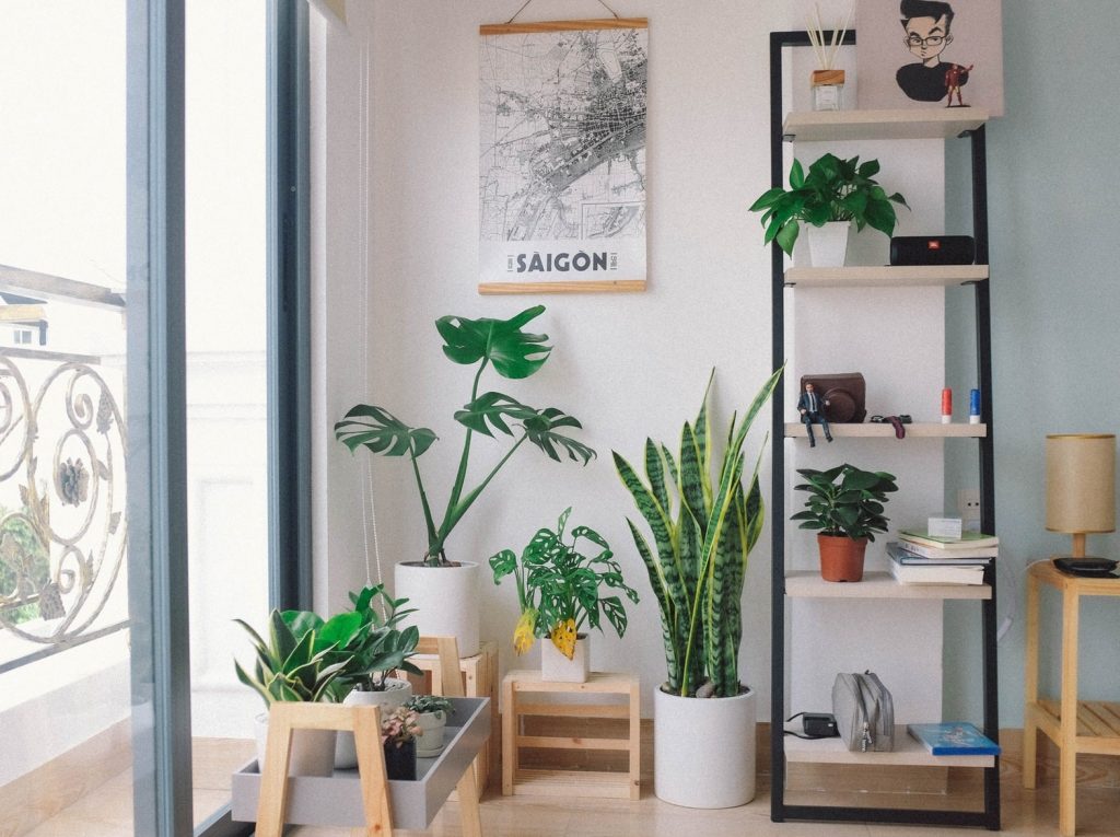 The Top Houseplant Trends For 2020